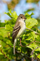 WILLOW FLYCATCHER 11-05-2536987