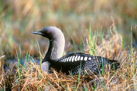 PACIFIC LOON 00-18