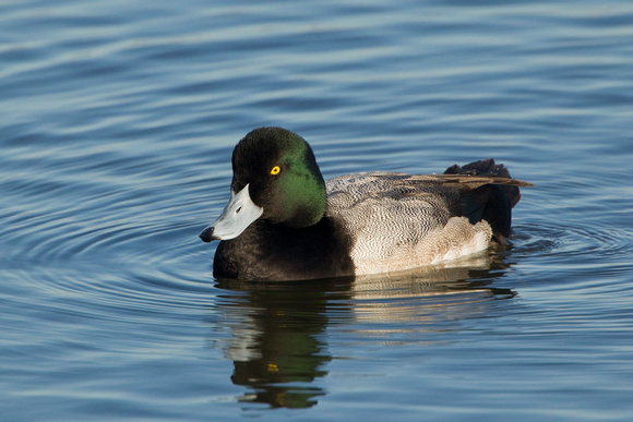 GREATER SCAUP 12-01-0944483