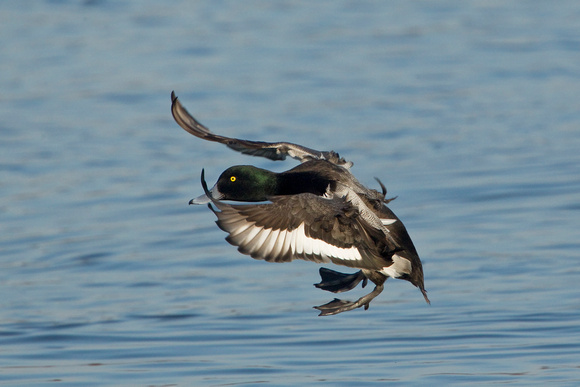 GREATER SCAUP 12-01-0944452