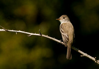 WILLOW FLYCATCHER 08-05-267639