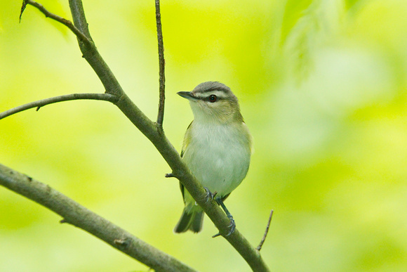 RED EYED VIREO 11-05-2636706