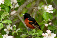 ORCHARD ORIOLE 08-05-1232732