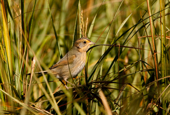NELSONS SPARROW 09-10-1921439