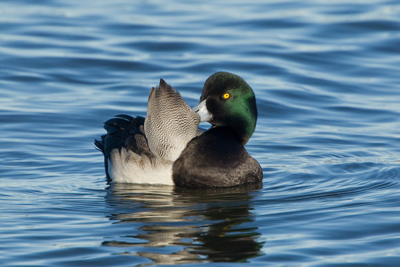 GREATER SCAUP 12-01-0944210