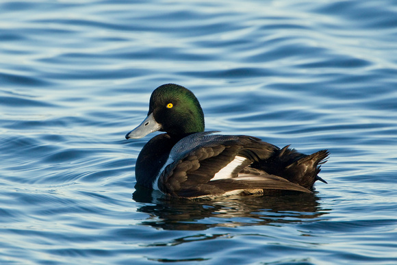 GREATER SCAUP 12-01-0943935