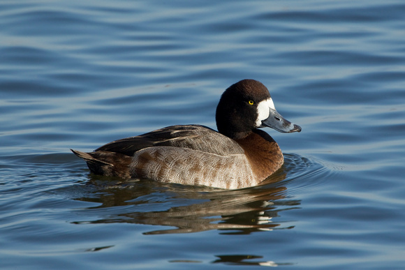 GREATER SCAUP 12-01-0944361