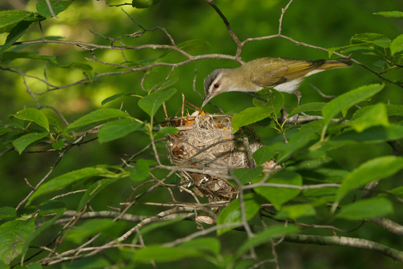 RED EYED VIREO 12-06-1148930