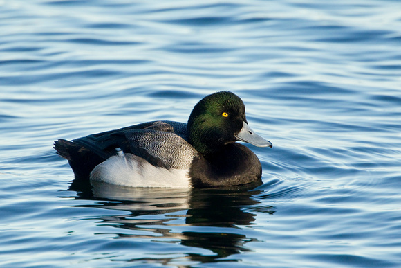 GREATER SCAUP 12-01-0943961