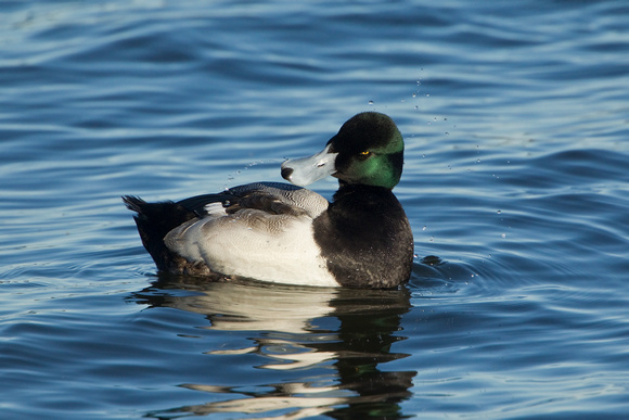GREATER SCAUP 12-01-0944255