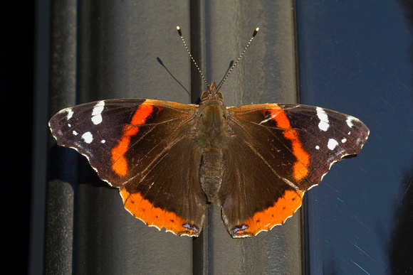 RED ADMIRAL 12-04-1947842