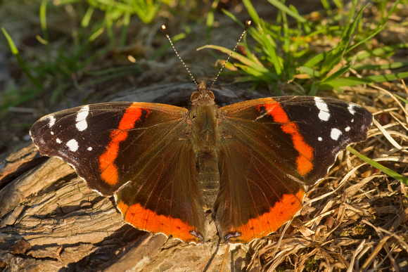 RED ADMIRAL 12-04-1947867