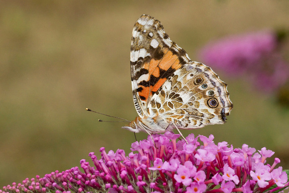 PAINTED LADY 12-09-0652556