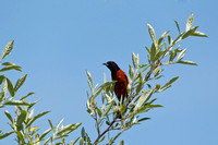 ORCHARD ORIOLE 10-05-2824216