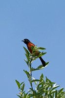 ORCHARD ORIOLE 10-05-2824219
