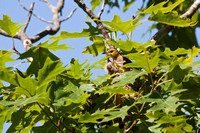ORCHARD ORIOLE 12-06-1150320