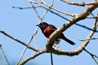 ORCHARD ORIOLE 12-06-1150325