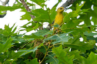 ORCHARD ORIOLE 12-06-1150345