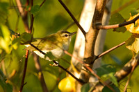RED EYED VIREO 12-09-2454011