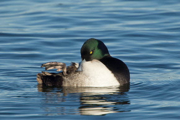 GREATER SCAUP 12-01-0944241