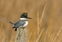 BELTED KINGFISHER 09-01-030014