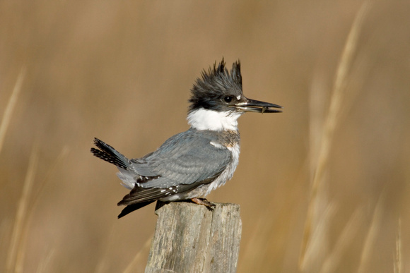 BELTED KINGFISHER 09-01-030028