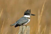 BELTED KINGFISHER 09-01-030029