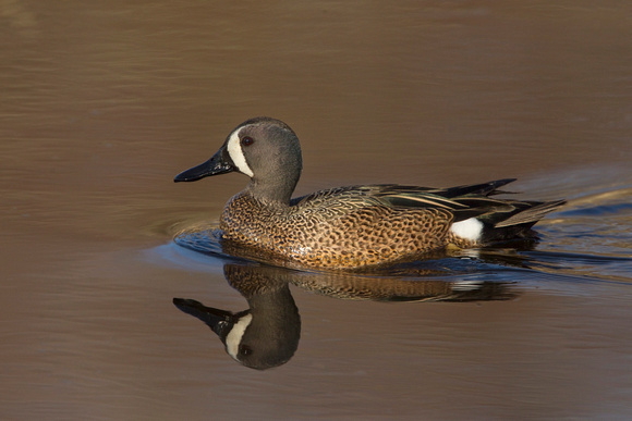 BLUE WINGED TEAL 15-04-1181453