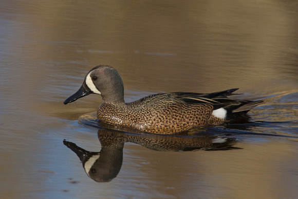 BLUE WINGED TEAL 15-04-1181441