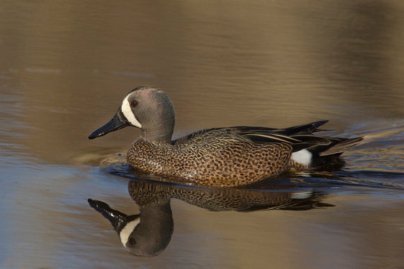 BLUE WINGED TEAL 15-04-1181439