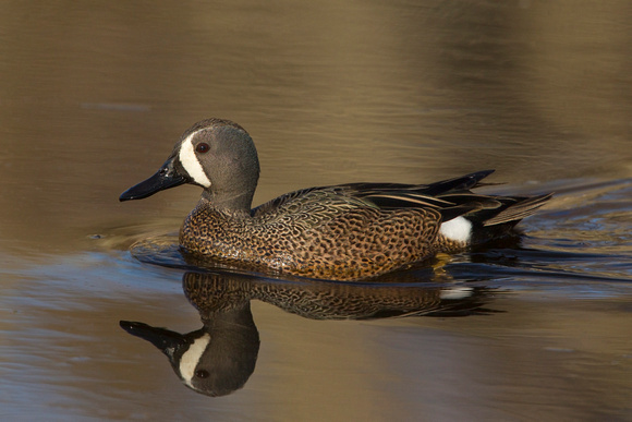 BLUE WINGED TEAL 15-04-1181438