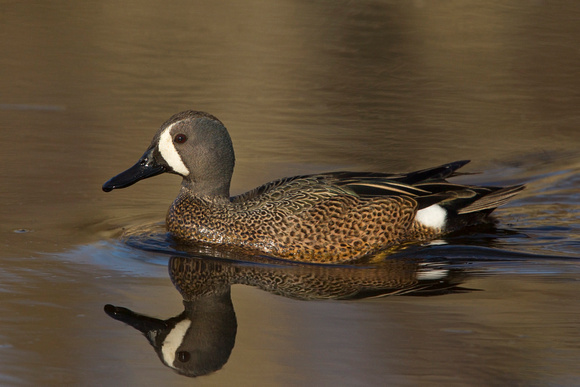 BLUE WINGED TEAL 15-04-1181437