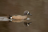 BLUE WINGED TEAL 15-04-1181683