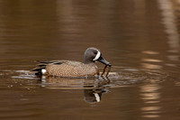 BLUE WINGED TEAL 15-04-1181664