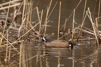 BLUE WINGED TEAL 15-04-1181659