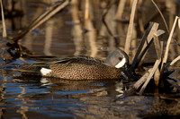 BLUE WINGED TEAL 15-04-1181719