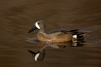BLUE WINGED TEAL 15-04-1181765