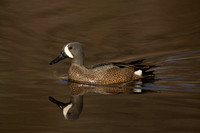 BLUE WINGED TEAL 15-04-1181766