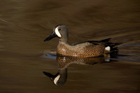BLUE WINGED TEAL 15-04-1181767
