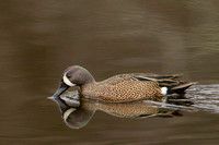BLUE WINGED TEAL 15-04-1181626