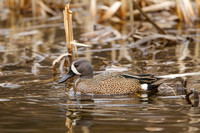 BLUE WINGED TEAL 15-04-1181605