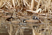 BLUE WINGED TEAL 15-04-1181479
