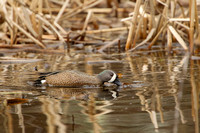 BLUE WINGED TEAL 15-04-1181482