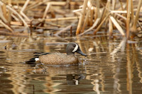 BLUE WINGED TEAL 15-04-1181483