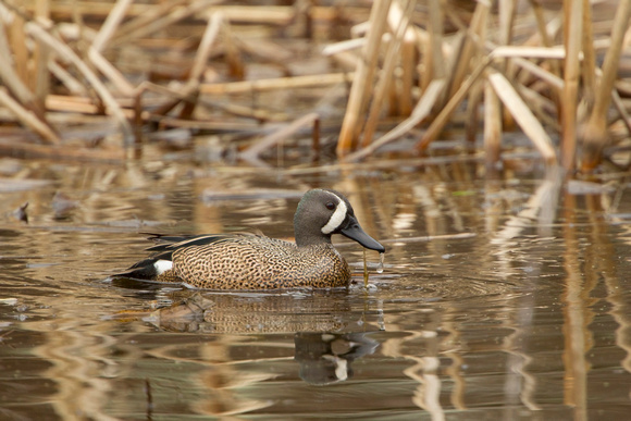 BLUE WINGED TEAL 15-04-1181483