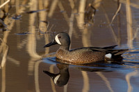 BLUE WINGED TEAL 15-04-1181464