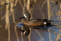 BLUE WINGED TEAL 15-04-1181463