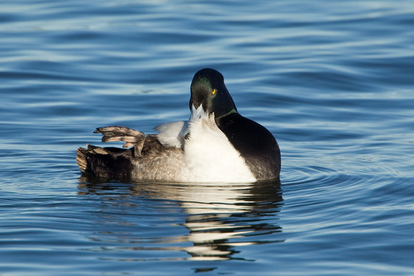 GREATER SCAUP 12-01-0944242