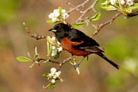 ORCHARD ORIOLE 08-05-0532692