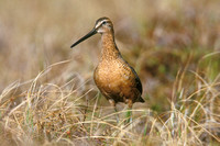 LONG BILLED DOWITCHER